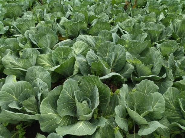 Cabbages Farm