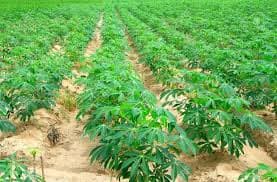 Cassava Farm