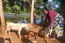 Small Holder Farmer Support