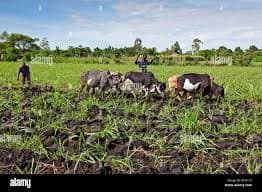 Small Holder Farmer Support