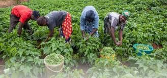 Small Holder Farmer Support