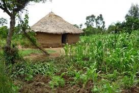 Small Holder Farmer Support