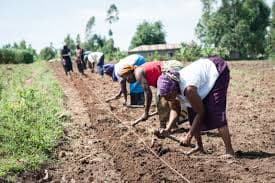 Small Holder Farmer Support