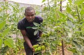 Tomatoes Farmer